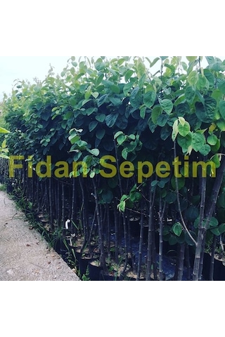 3 Yaş Aşılı Ekmek Ayva Fidanı