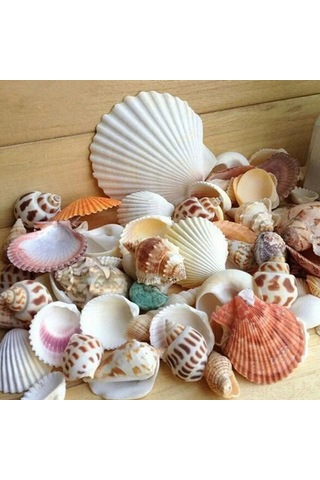 Dofolink 100g Doğal Deniz Kabukları - Akvaryum, Bahçe, Foto Çerçevesi Ve Su Flakonları İçin Dekoratif Dıy Malzeme 30-35 Adet
