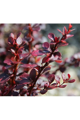 Kırmızı Berberis - Renkli Çit Bitkisikırmızı Berberis
