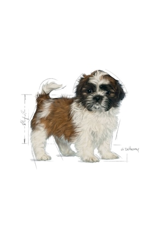 Royal Canin Shih Tzu Puppy Irka Özel Yavru Köpek Maması 1500 G