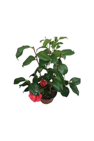 Camellia Japonica - Kamelya Bitkisi Kırmızı Renk