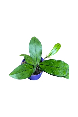 Hoya Crassipetiolata Mum Çiçeği