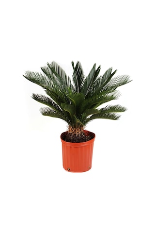 Ithal Nadir Cycas Sikas Revoluta Tohum Süs Ağacı Tohumu 9 Dev Tohum