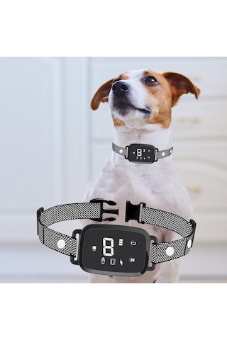 Homyl İç Mekan Oturma Odasında Çalıştırmak Için Köpek