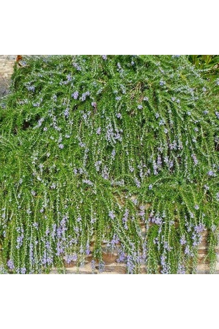 Yayılıcı / Sarkıcı Biberiye - Rosmarinus Officinalis Prostratus