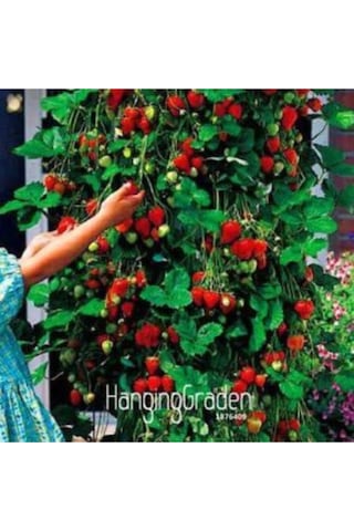 Alman Çilek Ağacı Tohumu Ekim Seti