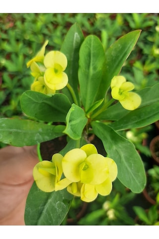 Videolu Sarı Çiçekli Milli Dikenler Tacı 10 45 Cm Saksılı Canlı Kaktüs Euphorbia