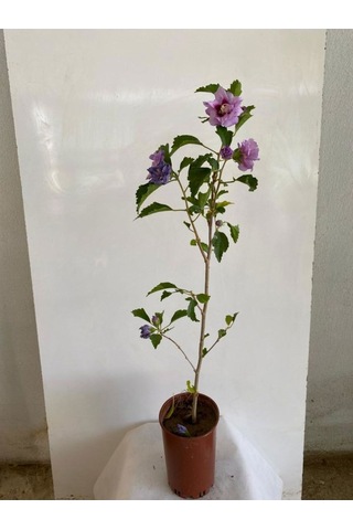 Favori Ürün Pembe Renk Hatmi Çiçeği Ağacı 1 Adet Sakıslı/tüplü 40-70cm Dış Mekan Bahçe