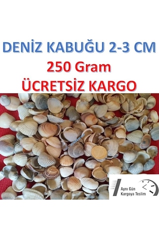 Deniz Kabuğu 250 Gram Deniz Kabuğu Deniz Kabukları 2-3 Cm