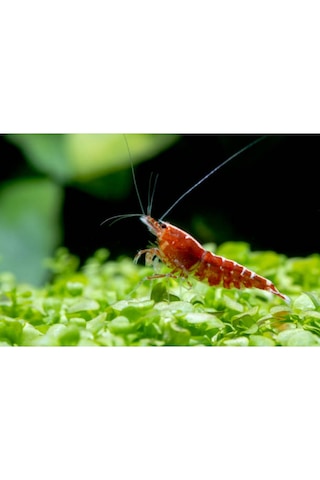 Kiraz Karides 10 Adet 1-1,2 Cm