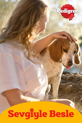Köpekler Adult Sığır Ve Ciğer Karışımı Jöleli Konserve Yaş Mama 400 G