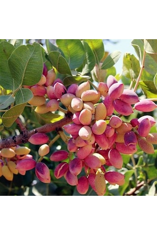 2 Adet Tüplü Siirt - Antep Fıstığı Fidanı