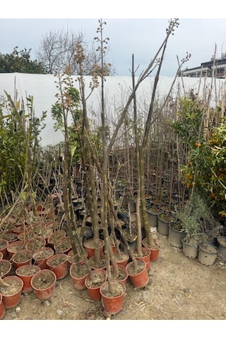 Saksıda Mor Çiçekli Yoğun Kokulu Pavlonia Fidanı Boy 120-150 Cm