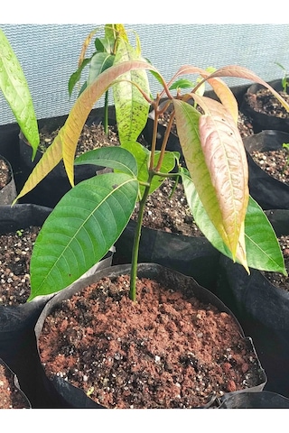 Cox Shine Mersin Mango Fidanı Aşısız 1 Yaş 15-20 Cm