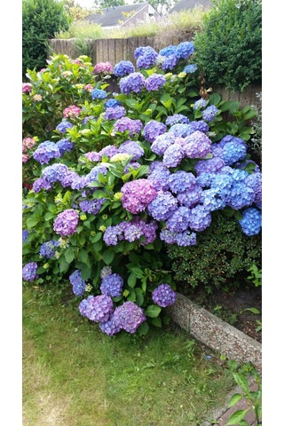 4 Adet Renk Değiştiren Gösterişli Ortanca Çiçeği Fidanı