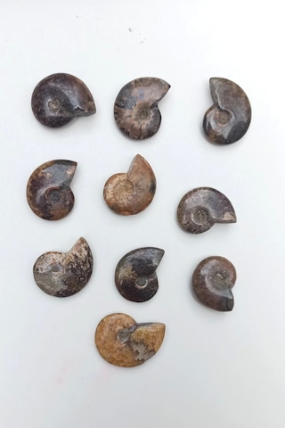 Amonit Fosili Küçük Boy - 539-2