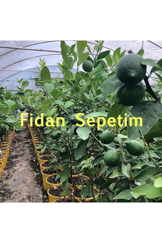 5 Yaş Aşılı 7 Veren Yediveren Mayer Limon Fidanı Üzeri Çiçekli