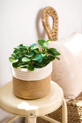 Mavaux Dekoratif Jüt Saplı Hasır Sepet Saksı 20cm X 20 Cm, Jüt Bej Saksılık, Dekoratif Saksı Ve Havluluk Jüt