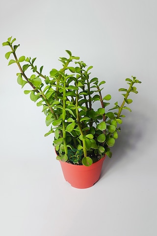 Fil Azığı Portulacaria Afra Para Çiçeği 8.5 Saksıda