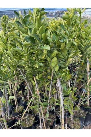 Çok Nadir Bir Çeşit Tüplü Çekirdeksiz Dekopon Mandalina Fidanı Yaş 3 Boy 100-130 Cm