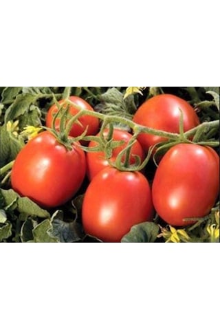 Domates Coşturan Gübre 20 Kg 1 kg