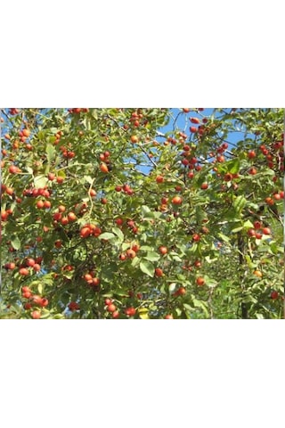 Lokman Aktar Kuru Kuşburnu 1 KG