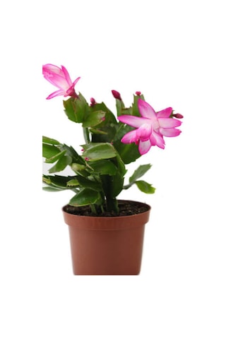 Videolu Pembe Yılbaşı Çiçeği 3 Adet Saksılı 10-15cm Iç Mekan Salon Bitkisi Rhipsalidopsis