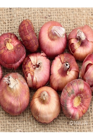 3 Adet Bordo Glayöl Swan Gladiolus Çiçeği Soğanı