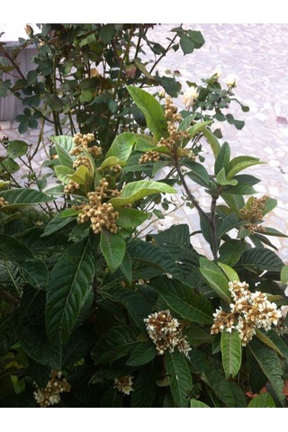 250 Gr. Yeni Dünya - Malta Eriği Yaprağı Dalından Günlük Toplama