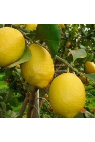 3 Yaş Grande Jumbo Limon Fidanı