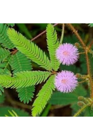 20 Adet Tohum Nadir Küstüm Çiçeği Tohumu Dokununca Saksı Toprak