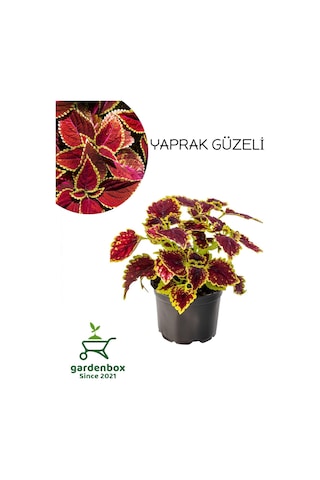 Çilli Yaprak Güzeli Çiçeği 1 Adet Kolyos 10-20cm