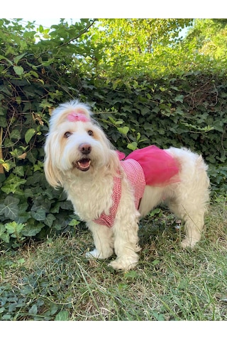 Gobo Kareli Yıldızlı Tüllü Kedi Köpek Kıyafeti Elbisesi