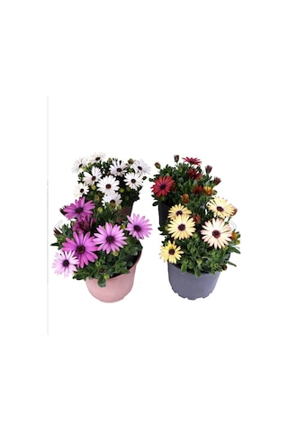 Thebestonline Bodrum Papatyası - Osteospermum - Saksı'da Canlı Çiçek - 4'lü Miks
