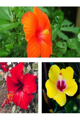 Japon Gülü Çiçeği Fidanı 3'lü Sarı Kırmızı Turuncu 40-60 Cm Saksılı Çiçekli Bodur Hibiscus