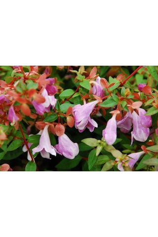 Saksıda Güzellik Çalısı Pembe Çiçekli Abelya abelia