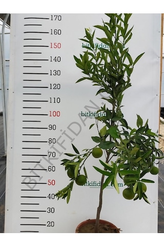 5 Yaş W.murcoot Mandalina