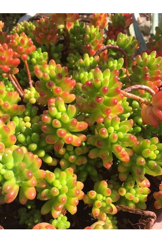 Sedum Rubrotınctum 45 Adet - Jelly Bean Sukulent