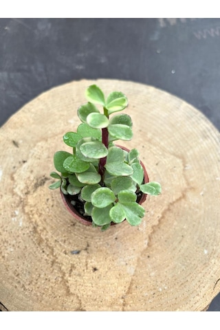 Portulaca Afra Variegata Alacalı Fil Azığı Sukulent Bitkisi - Saksı Hediyeli
