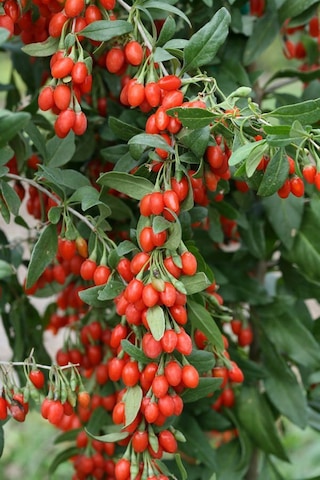 Bahçevilya 2 Yaşında Gojiberry Fidanı Tüplü