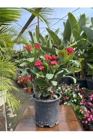 Videolu Dikenler Tacı 25 40 Cm Saksılı Kaktüs Euphorbia