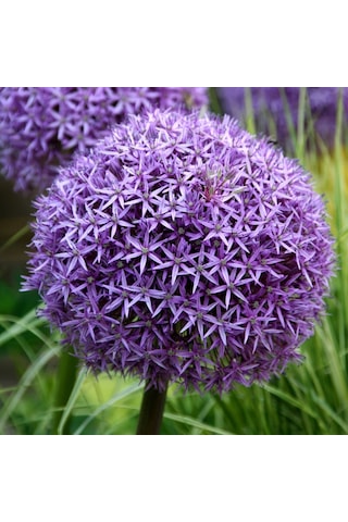Camtohum Dev Mor Allium Tohumu Ekim Seti 3 Tohum + Saksı + Toprak + Hediye
