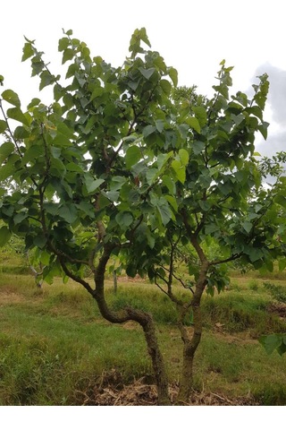 Siyah Dut Avusturalya Cins 60-100 Cm 1-2 Yaş Arası