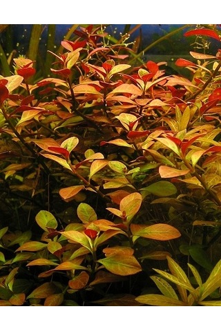 Ludwigia Repens Kusursuz Form Akvaryum Bitkisi Canlı Bitki 5 Dal