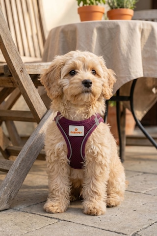 Kediler Ve Köpekler İçin Rahat, Dayanıklı Göğüs Tasması Xs Mor