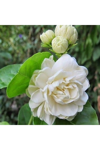 Katmerli Full Çiçeği 5.5 Cm Saksıda