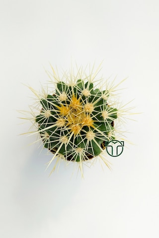 Altın Fıçı Kaktüsü. Echinocactus Grusonii. 5.5 Cm