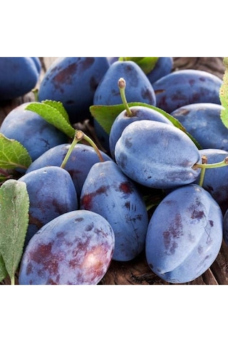 Tüplü Aşılı Geleneksel Aromatik Mürdüm Eriği Erik Fidanı