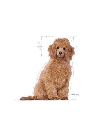 Royal Canin Puppy Poodle Küçük Irk Yavru Köpek Maması 3 KG
