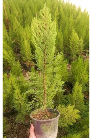 Videolu Limon Çamı/servi 1 Adet Saksılı/tüplü 30-60 Cm Dış Mekan Bitkisi Cupressus Macrocarpa